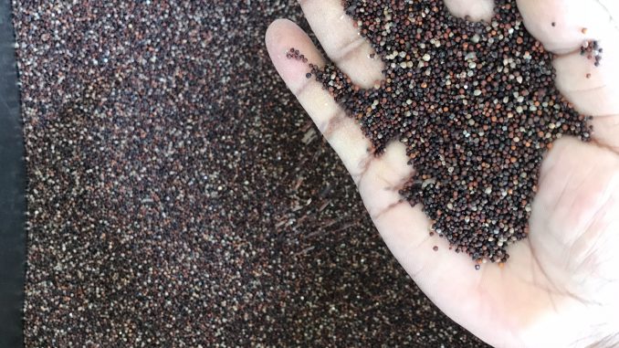 ragi